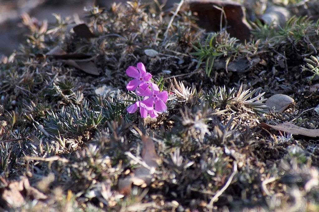 タシギ/アリスイ健在です/霜柱と芝桜_b0024798_2051822.jpg