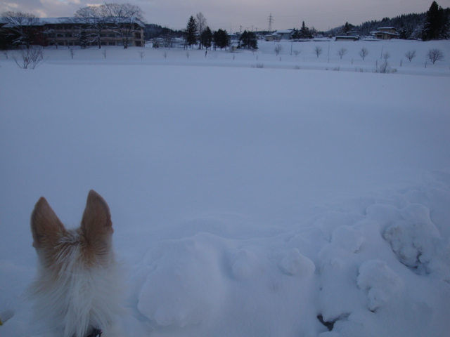 犬とスノーシュー_e0175905_20262279.jpg