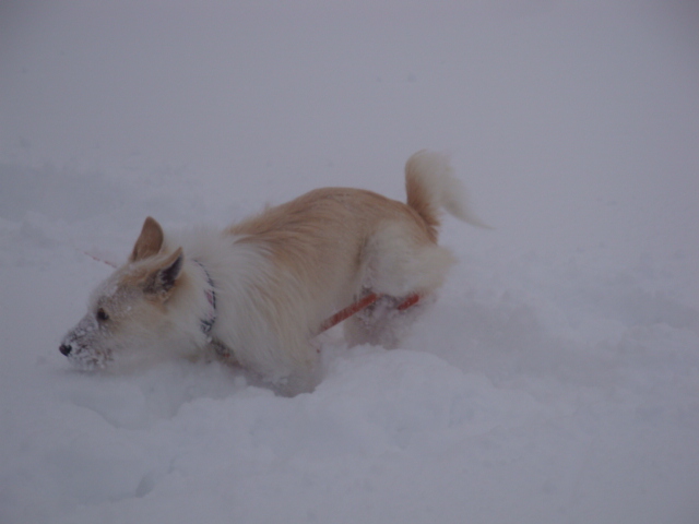 犬とスノーシュー_e0175905_202729.jpg