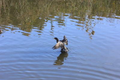 去年出会った鳥  カワウ・オナガガモ♂♀_d0177108_23242013.jpg