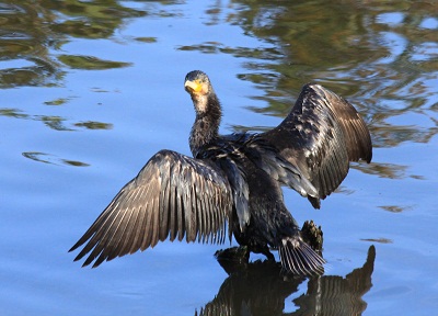 去年出会った鳥  カワウ・オナガガモ♂♀_d0177108_23244024.jpg