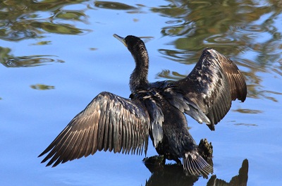 去年出会った鳥  カワウ・オナガガモ♂♀_d0177108_23255293.jpg