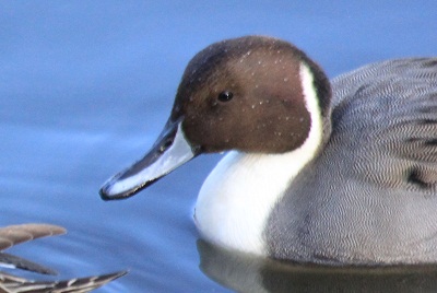 去年出会った鳥  カワウ・オナガガモ♂♀_d0177108_23295384.jpg