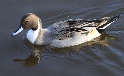 去年出会った鳥  カワウ・オナガガモ♂♀_d0177108_23302097.jpg