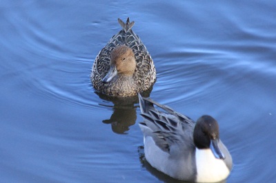 去年出会った鳥  カワウ・オナガガモ♂♀_d0177108_23321720.jpg