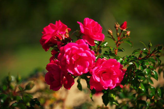 河津バガテル公園の秋薔薇1_a0263109_19591099.jpg