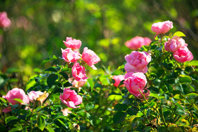 河津バガテル公園の秋薔薇1_a0263109_19592323.jpg