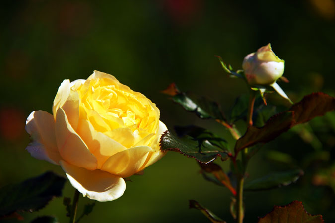 河津バガテル公園の秋薔薇1_a0263109_19593632.jpg