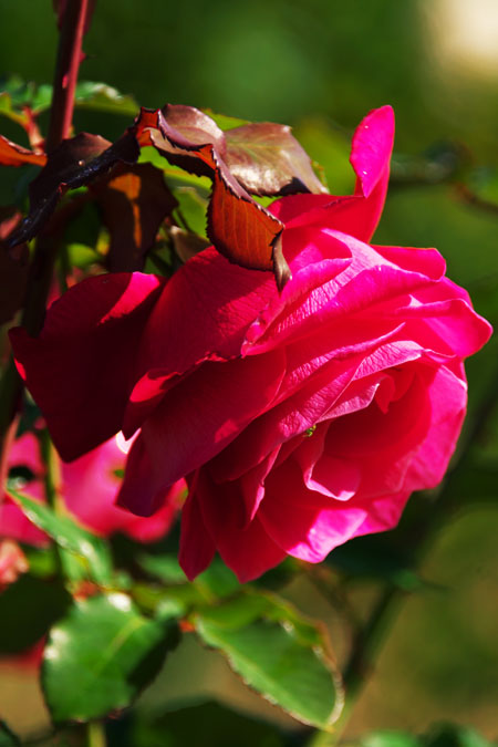 河津バガテル公園の秋薔薇1_a0263109_200162.jpg