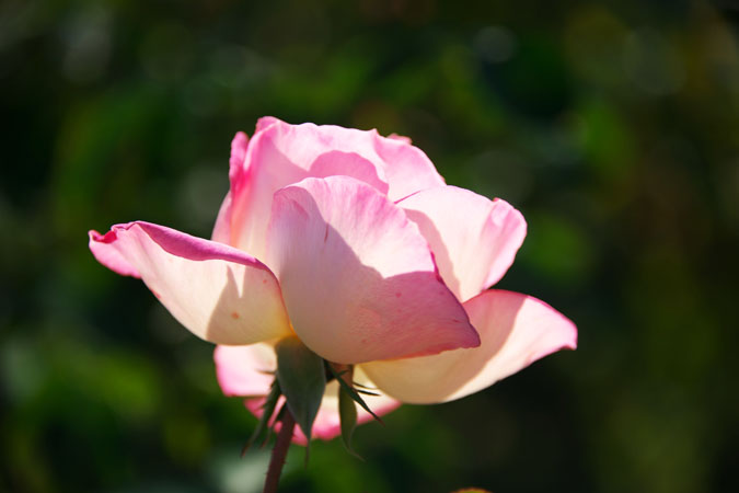 河津バガテル公園の秋薔薇1_a0263109_200568.jpg