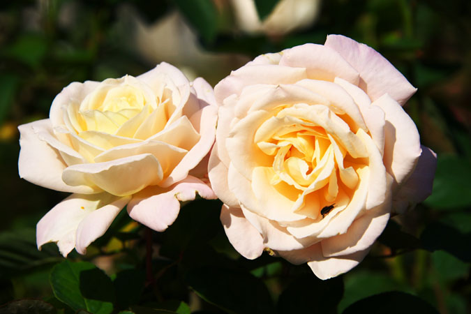 河津バガテル公園の秋薔薇1_a0263109_2013545.jpg