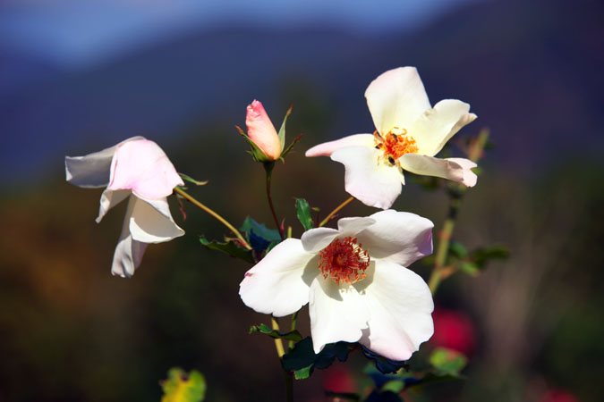 河津バガテル公園の秋薔薇1_a0263109_2015178.jpg