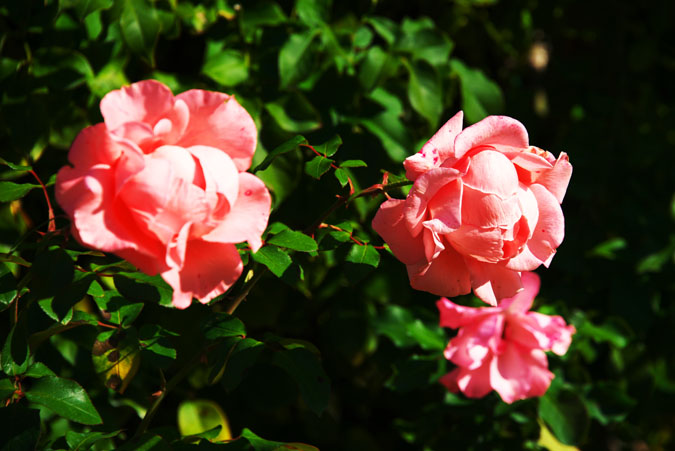 河津バガテル公園の秋薔薇1_a0263109_2021324.jpg