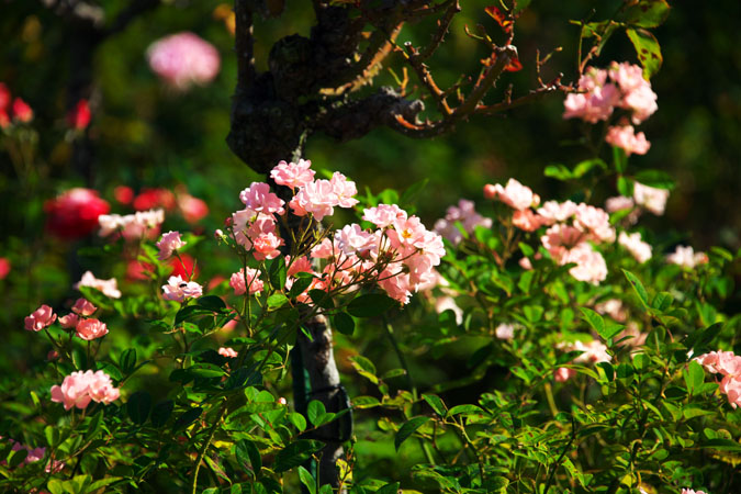 河津バガテル公園の秋薔薇1_a0263109_2023793.jpg