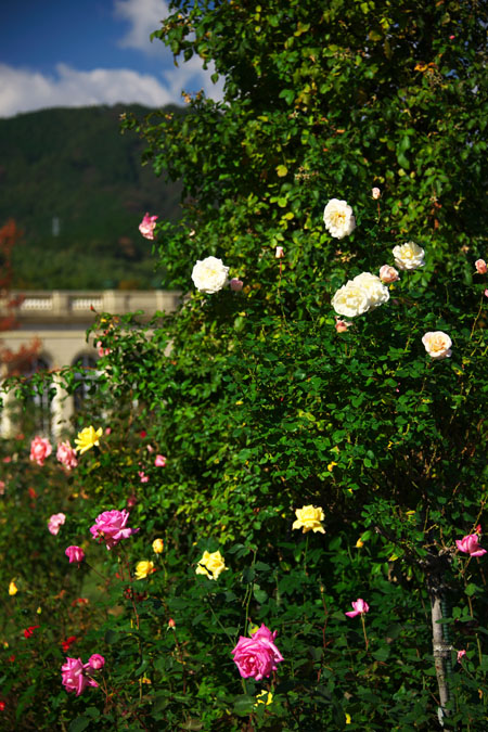 河津バガテル公園の秋薔薇1_a0263109_204411.jpg