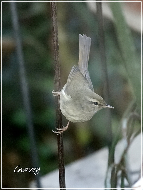 庭の野鳥 ウグイス ジョウビタキ シジュウカラ メジロ In Tokyo むっちゃんの花鳥蝶風月 鳥 猫 花 空 山