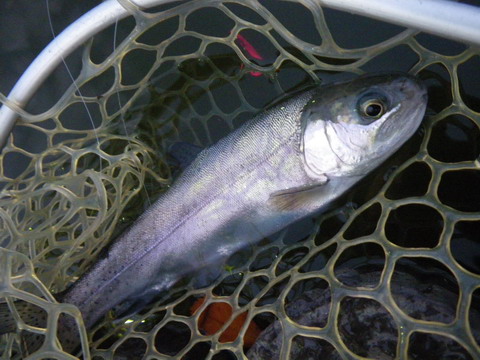 c0202727_20465627.jpg