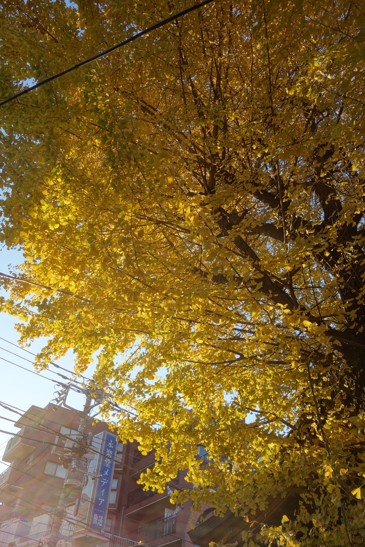 a0287336_22485027.jpg