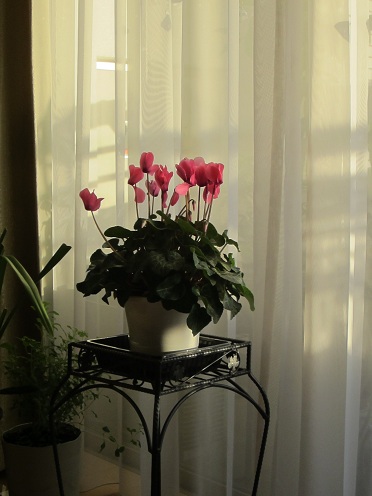 e0291638_92897.jpg