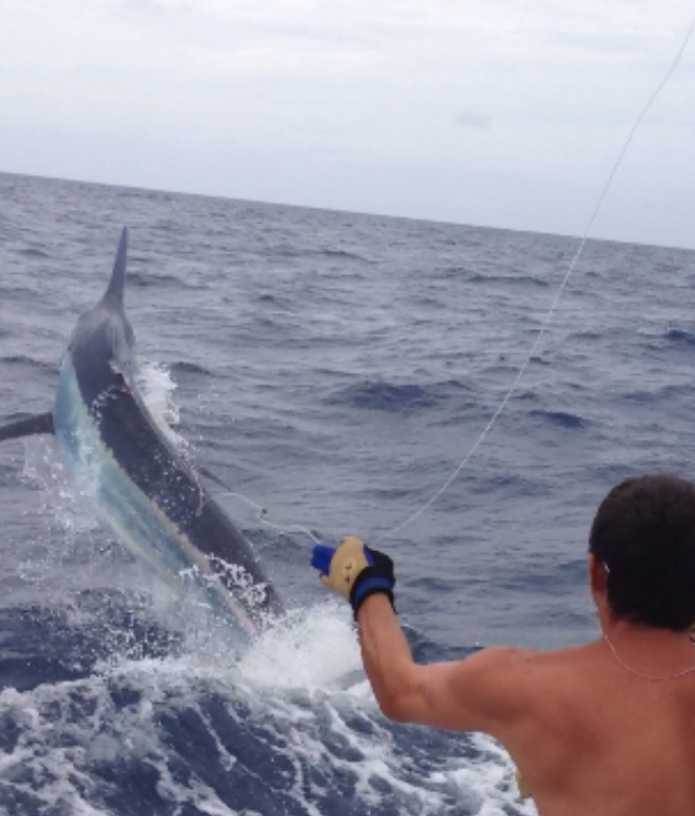 New Year　Marlin !!    2 shot !【カジキ・マグロトローリング】_f0009039_922226.png