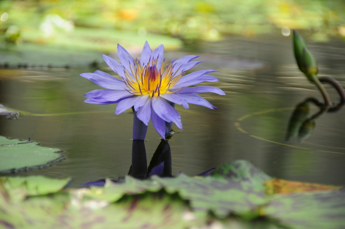 掛川のお薦めスポット：掛川花鳥園（かけがわかちょうえん）_a0260044_2348494.jpg