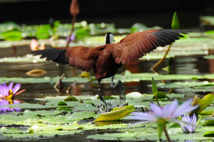 掛川のお薦めスポット：掛川花鳥園（かけがわかちょうえん）_a0260044_2354316.jpg