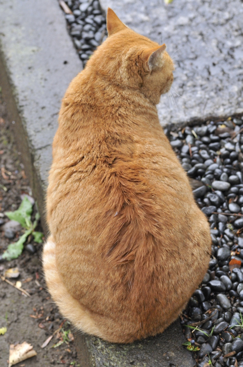 １２月３０日─氷雨の一日_e0293448_11555318.jpg