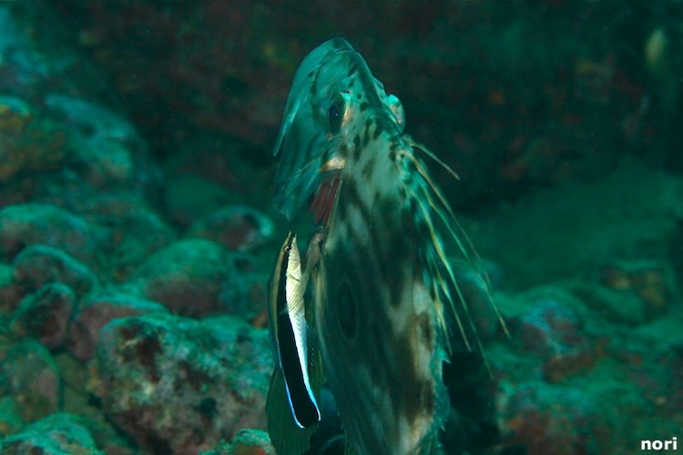 e0158261_6525783.jpg