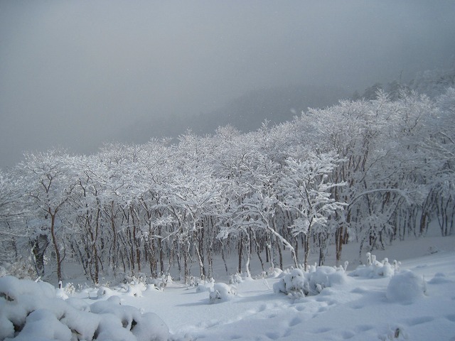 2013.1.3　剣山～次郎笈_c0219866_10162596.jpg