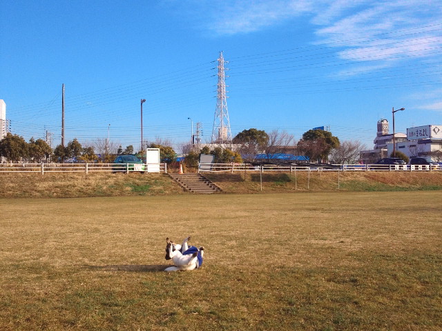 １月４日　年末年始のユウ_f0100871_22561688.jpg