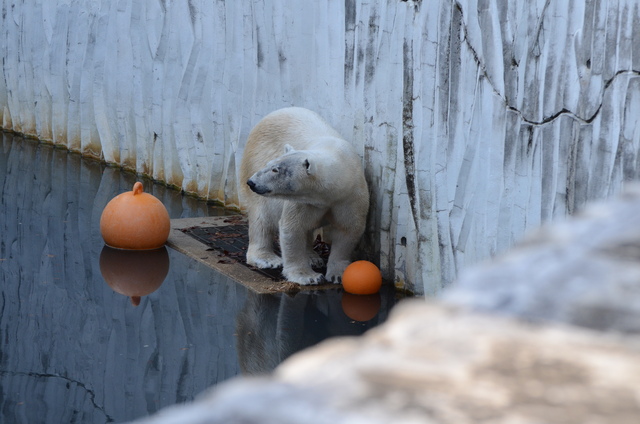 ２０１３年１月　東山動物園　その１　ライオンの赤ちゃんたち_a0052986_003430.jpg