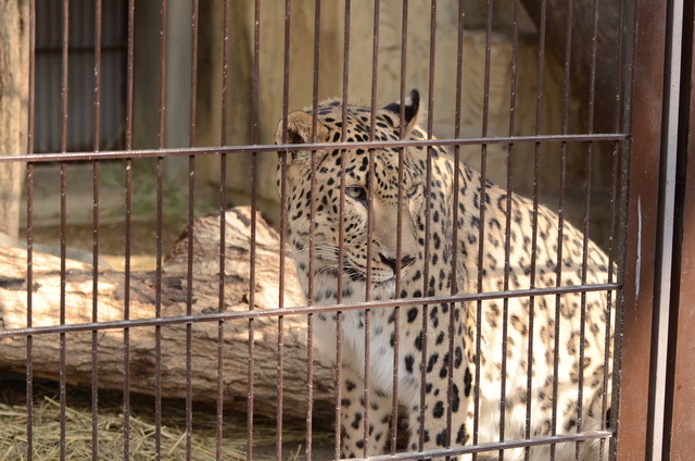２０１３年１月　東山動物園　その１　ライオンの赤ちゃんたち_a0052986_012047.jpg