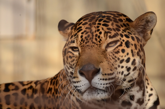 ２０１３年１月　東山動物園　その１　ライオンの赤ちゃんたち_a0052986_024471.jpg