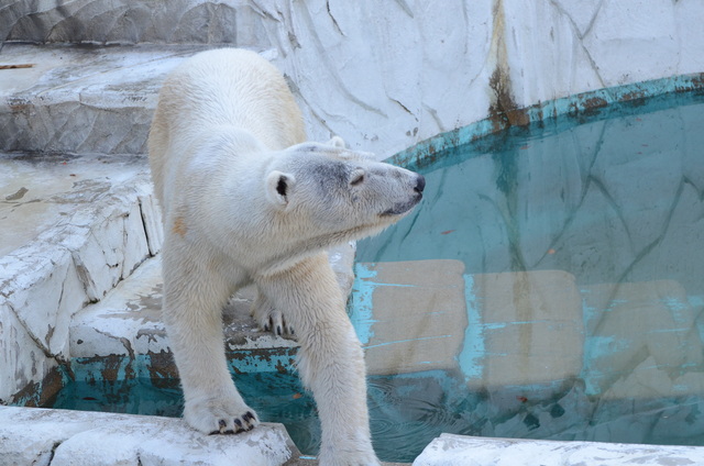 ２０１３年１月　東山動物園　その１　ライオンの赤ちゃんたち_a0052986_23593298.jpg