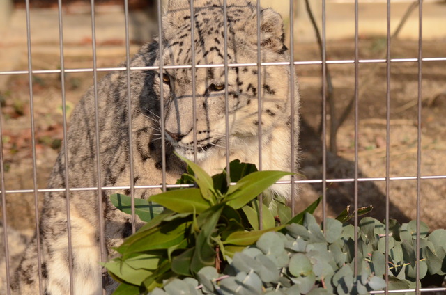 ２０１３年１月　東山動物園　その２　ユキヒョウさん達_a0052986_7232944.jpg