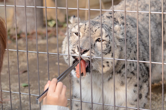 ２０１３年１月　東山動物園　その２　ユキヒョウさん達_a0052986_7313797.jpg