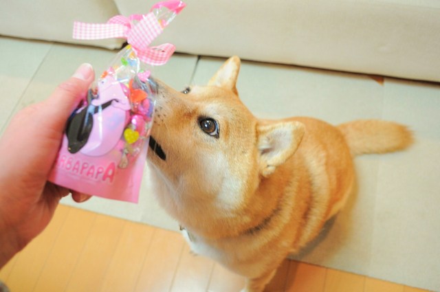 おめめがキラリ☆_a0126590_016356.jpg