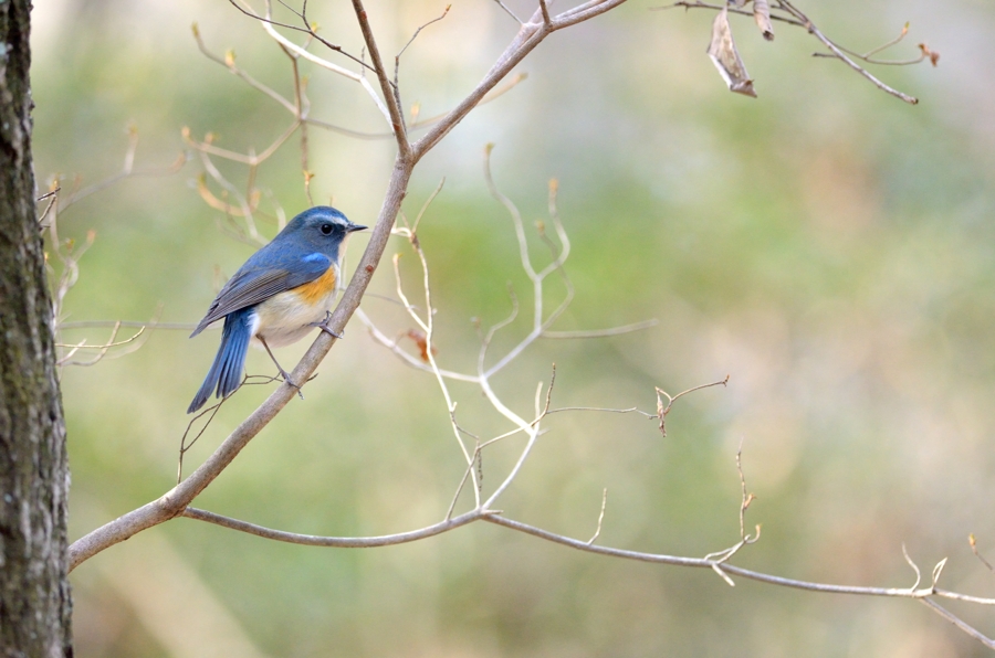 河川林の鳥２　青・赤・黄色_e0261593_2135272.jpg