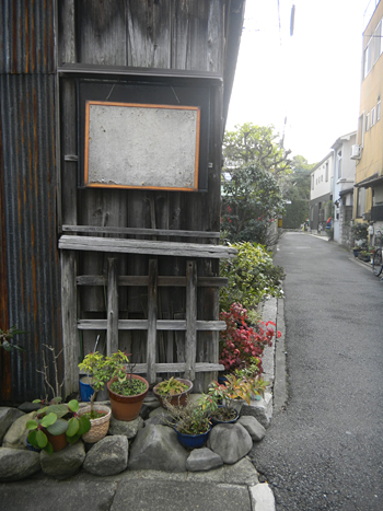 びわの花は冬に咲く　イングリッシュガーデンゾーン、東京ぽいご近所_c0069903_11273536.jpg