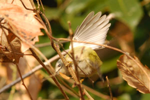 f0148619_9551112.jpg