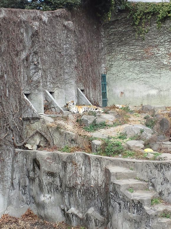 天王寺動物園の巻_a0197623_12383964.jpg