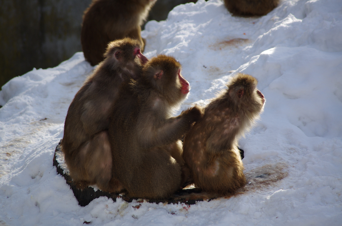 欲張り過ぎて動物園_a0136438_20273522.jpg