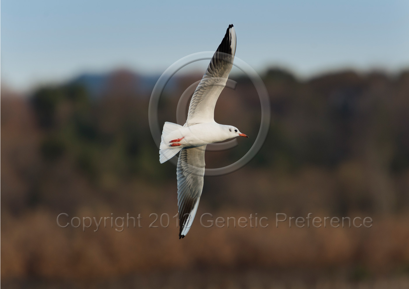 昆陽池の鳥_a0111162_12304647.jpg