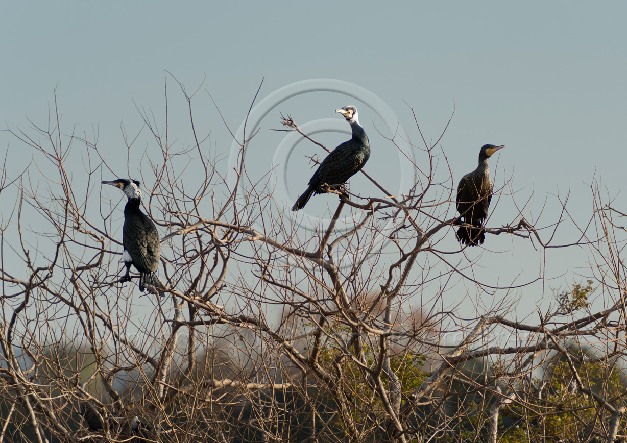 昆陽池の鳥 Vol.4_a0111162_1442916.jpg