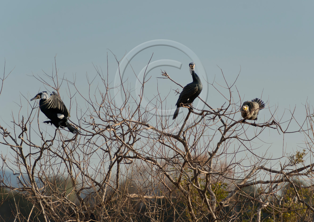 昆陽池の鳥 Vol.4_a0111162_1463354.jpg