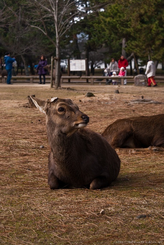 奈良公園の鹿_f0102363_1936043.jpg