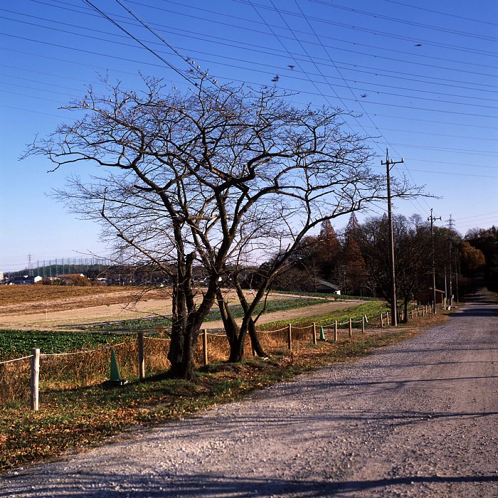 2013年1月8日　砂利道沿いの枯木_b0175964_16282327.jpg