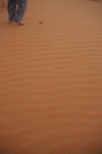 e0066474_2134218.jpg