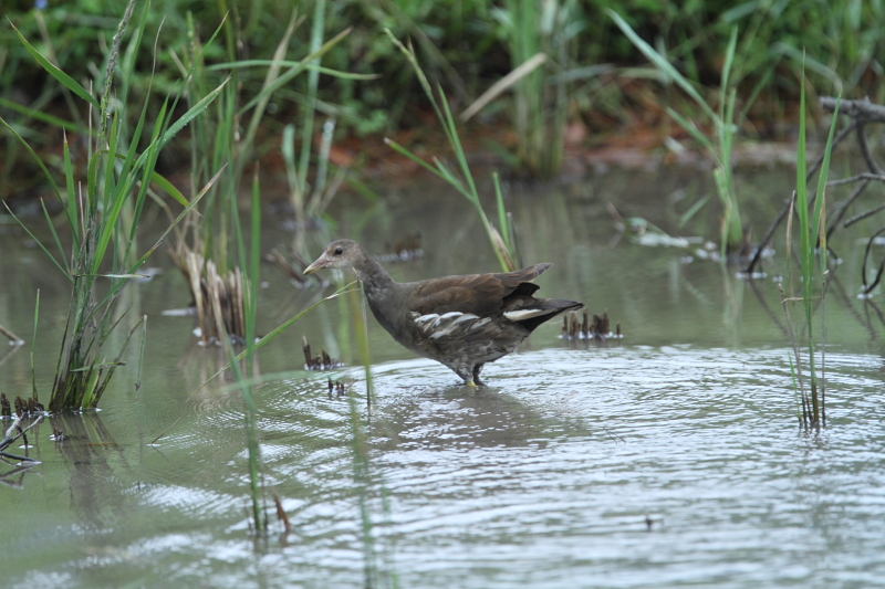 奄美大島の野鳥23 スズメの寝床