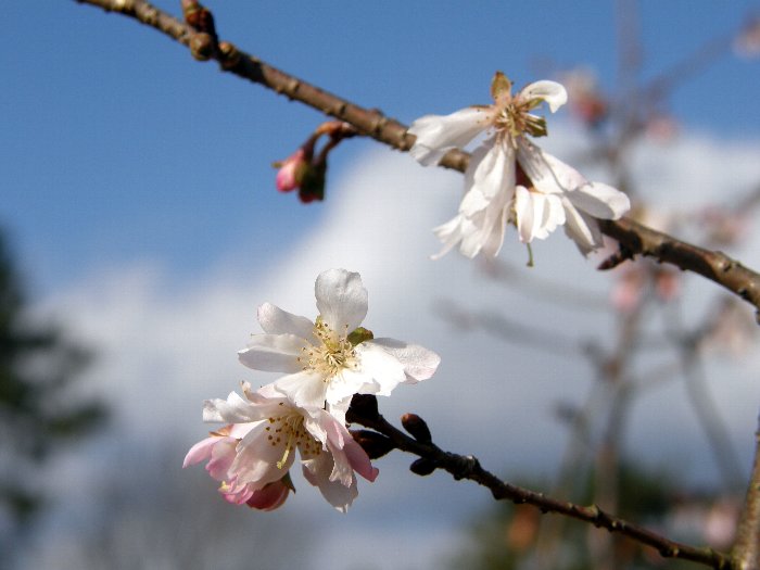 寒桜_c0057390_23122160.jpg